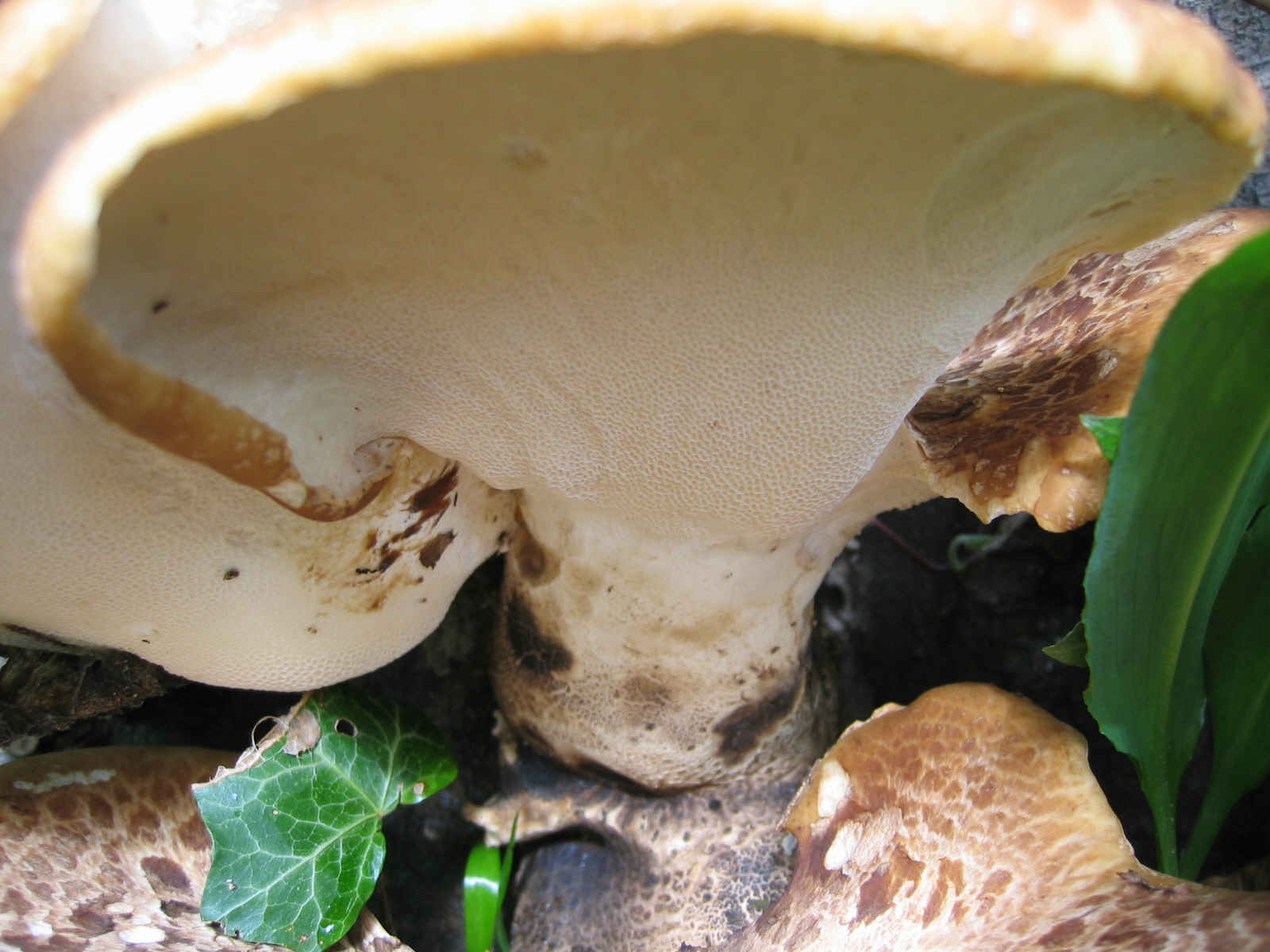 2005 :  Un anno di funghi